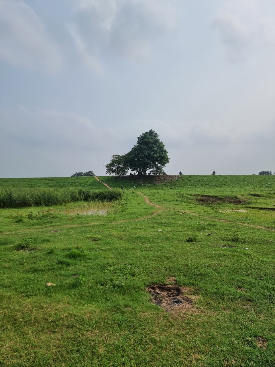 박닌 Cây cô đơn(외로운 나무)